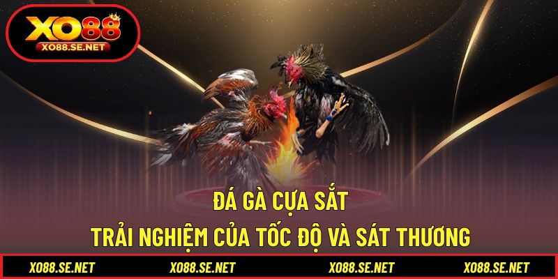 Đá Gà Cựa Sắt - Trải Nghiệm Của Tốc Độ Và Sát Thương 1 Đá Gà Cựa Sắt