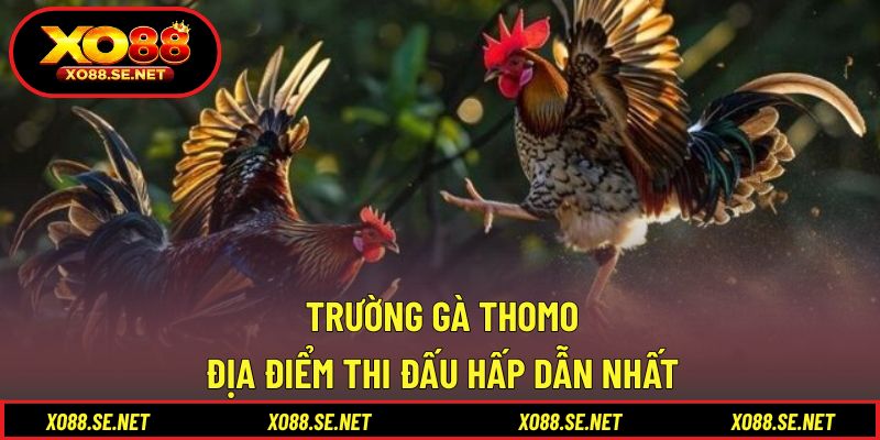 Trường Gà Thomo - Địa Điểm Thi Đấu Hấp Dẫn Nhất 1 Trường Gà Thomo